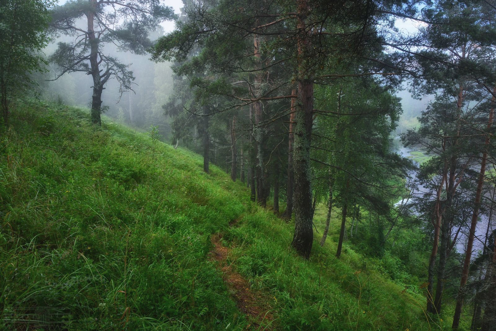 туман, лес, Юлия Абрамова