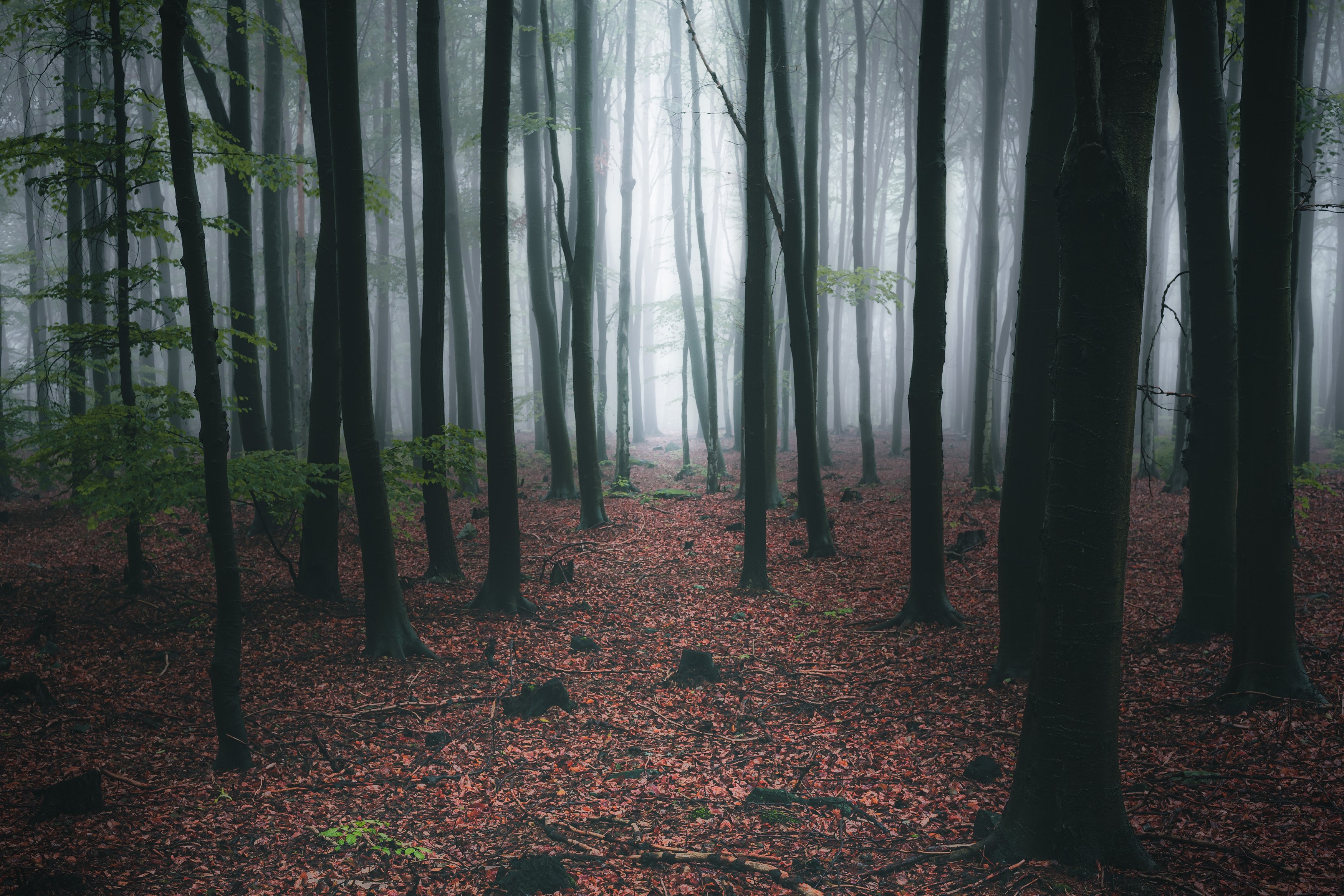 forest, fog, rain, autumn, forest landscape, trees, mystical, mysterious, Tomasz Myśliński