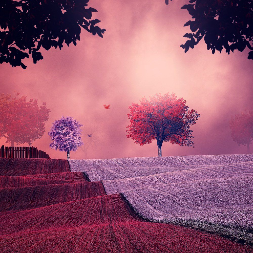 red, pink, infusion, manipulation, psd, tutorials, dreaming, leaf, tree, field, wave, light, spot,, Caras Ionut