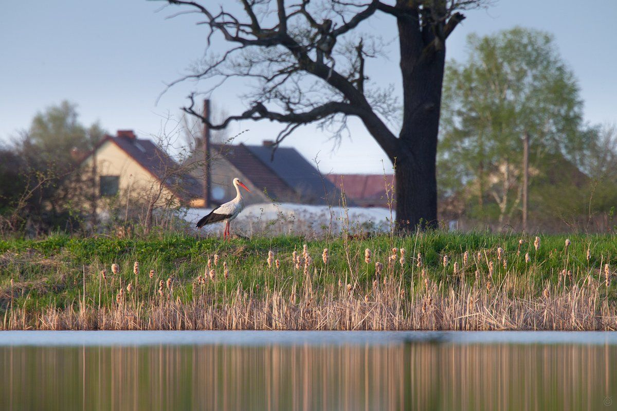 polish, countryside, village, stork, white, lanscape, Wojciech Grzanka