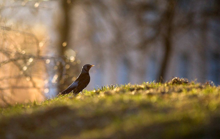 птицы, дрозд, карелия, природа, лес, россия, thrush, bird, nature, forest, russian, karelia, Игорь Подгорный