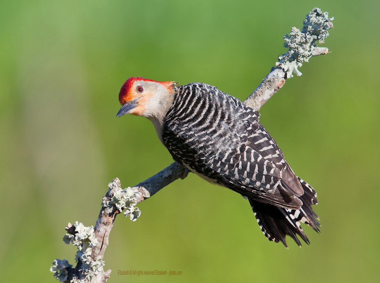 каролинский меланерпес, red-bellied woodpecker, Elizabeth Etkind