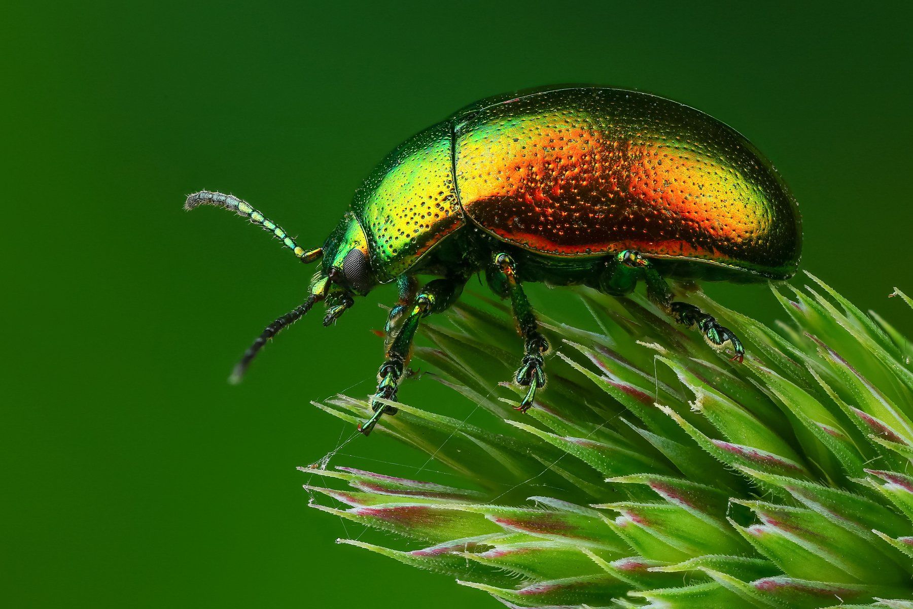 макро,природа,жук,насекомое,цвет,красный,зеленый,животное,растение,трава, Андрей Шаповалов