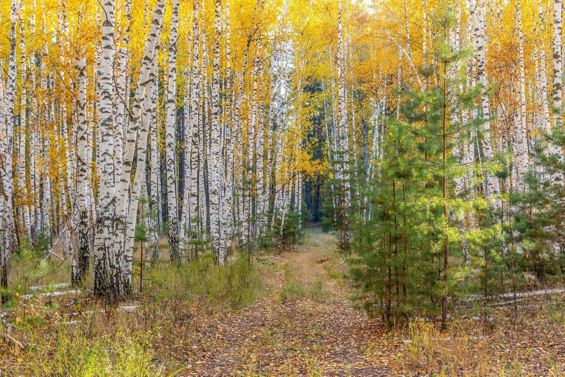 сосны, природа, осень, октябрь, лес, заповедник, берёзы, Руслан Востриков