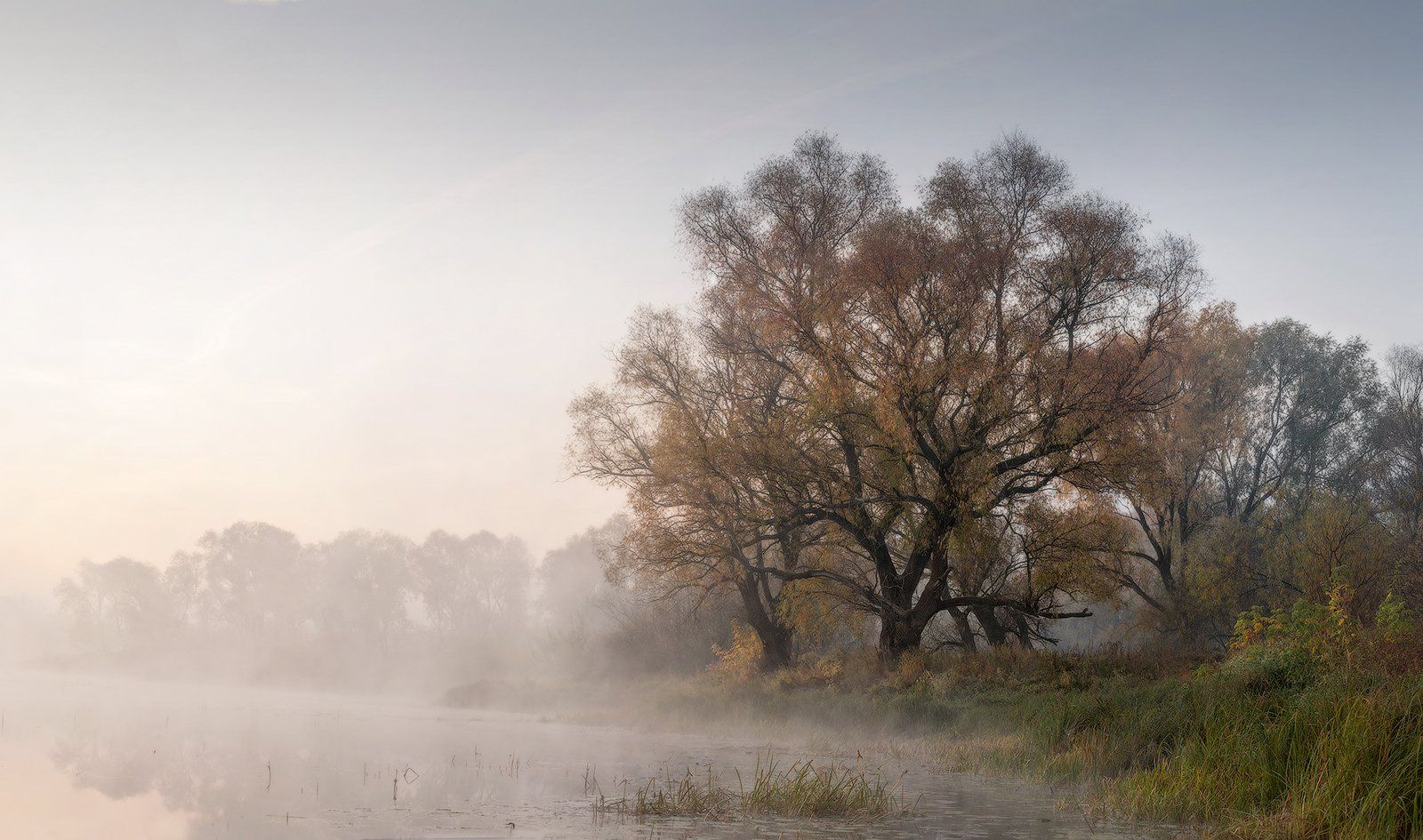 природа утро туман деревья, Михаил Корнилов
