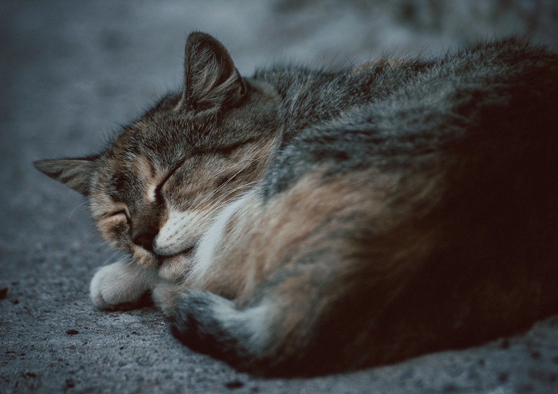 спящий кот. Фотограф Vladimir Kedrov