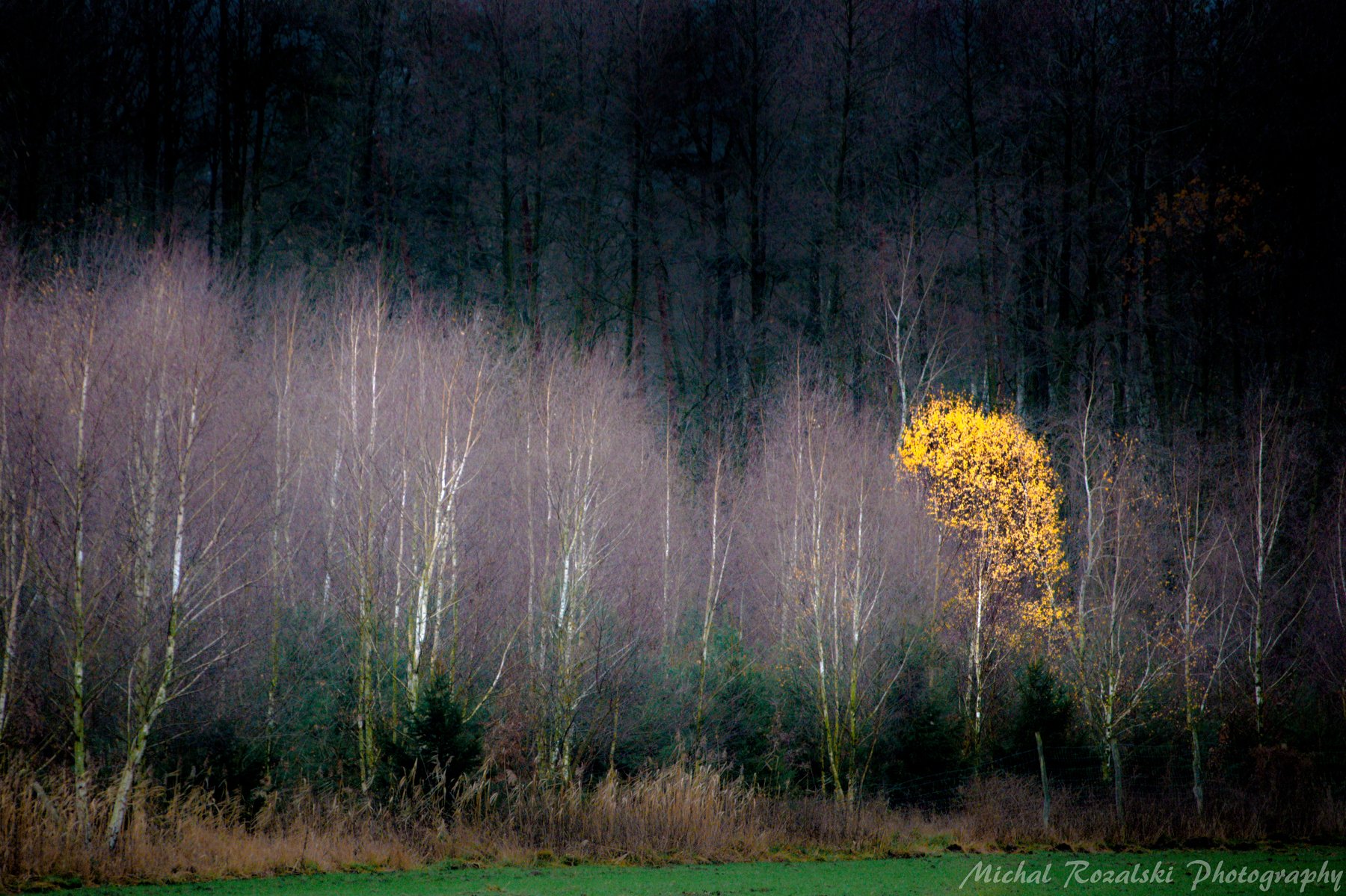 trees, ,autumn, ,season, ,yellow, ,colors, ,nature, ,landscape, ,, Michal Rozalski