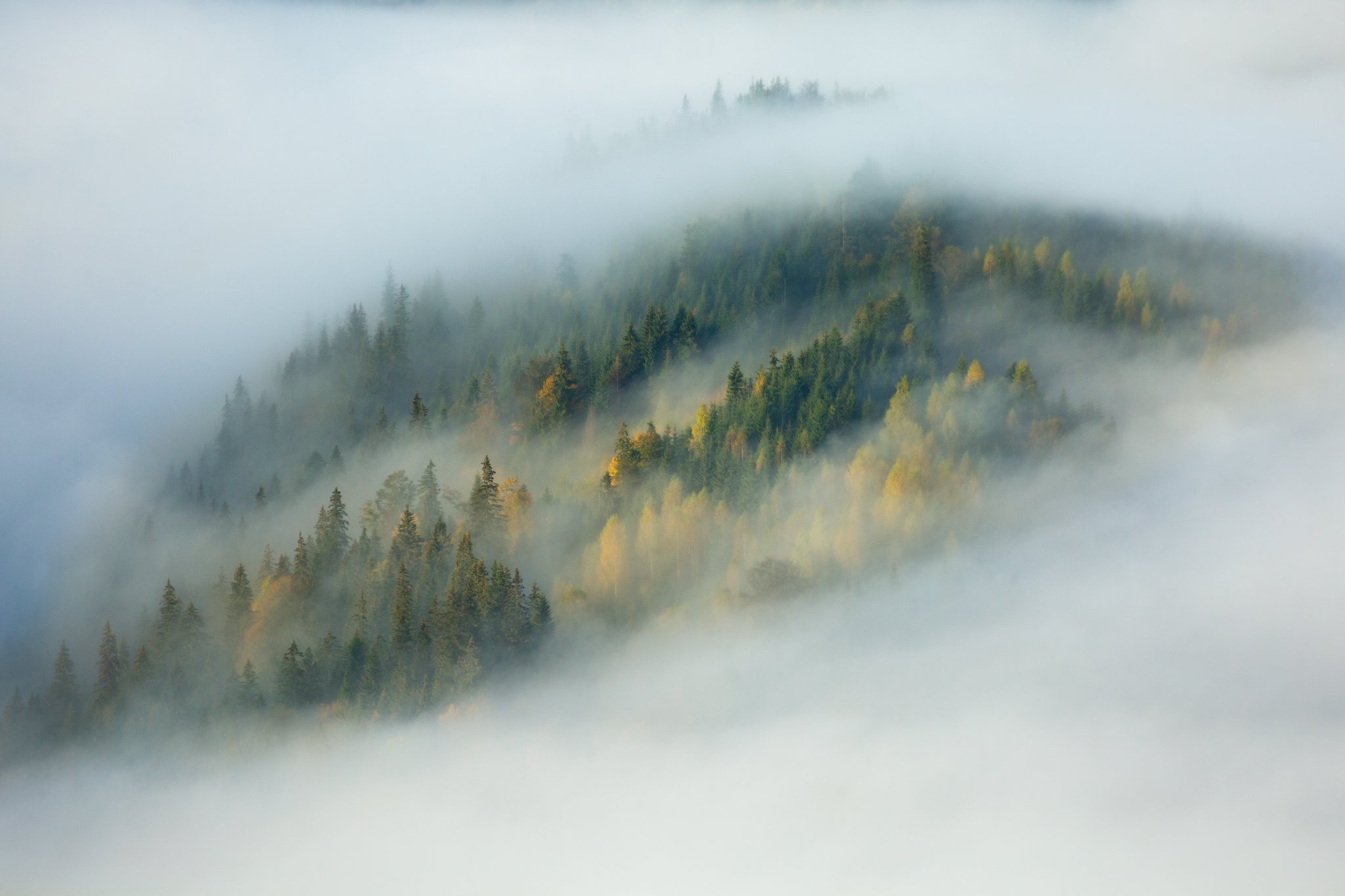 #Карпаты,#горы,#рассвет,#облака,#туман,#Украина,#лес, Наталия Деркач