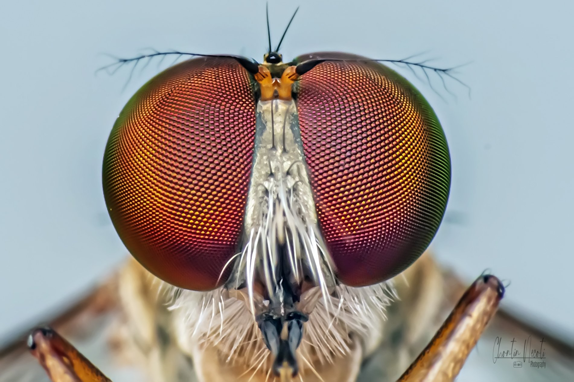 In Photos: Amazing Fly Eyes