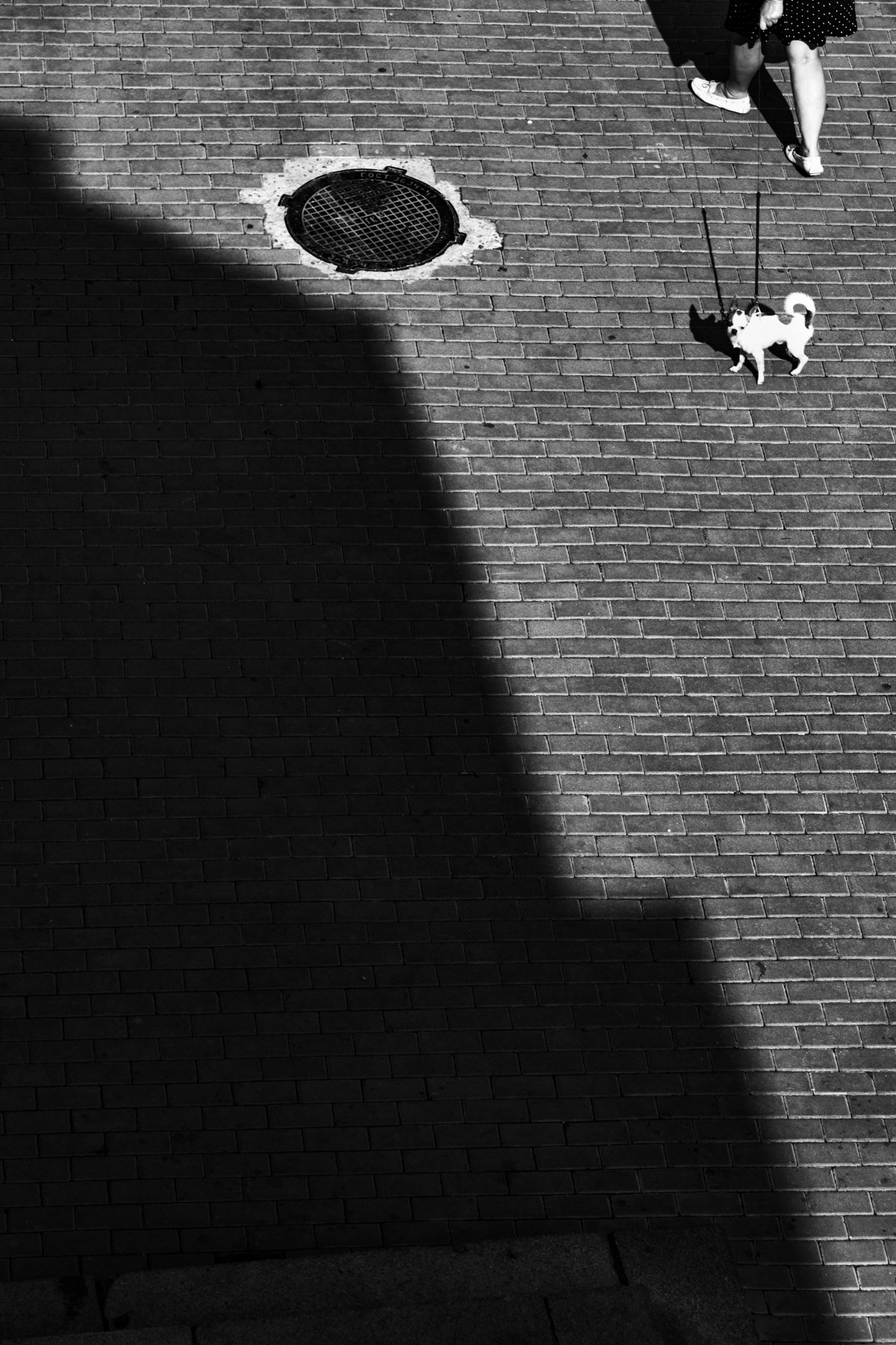 bnw, black and white, monochrome, street, street photo, street photography, shadow, light, people, animal, dog, стрит фото, стрит-фотографияб чб, черно-белая фотография, город, люди, животные, собака, тень, свет, улица, , , АлександрТутаев