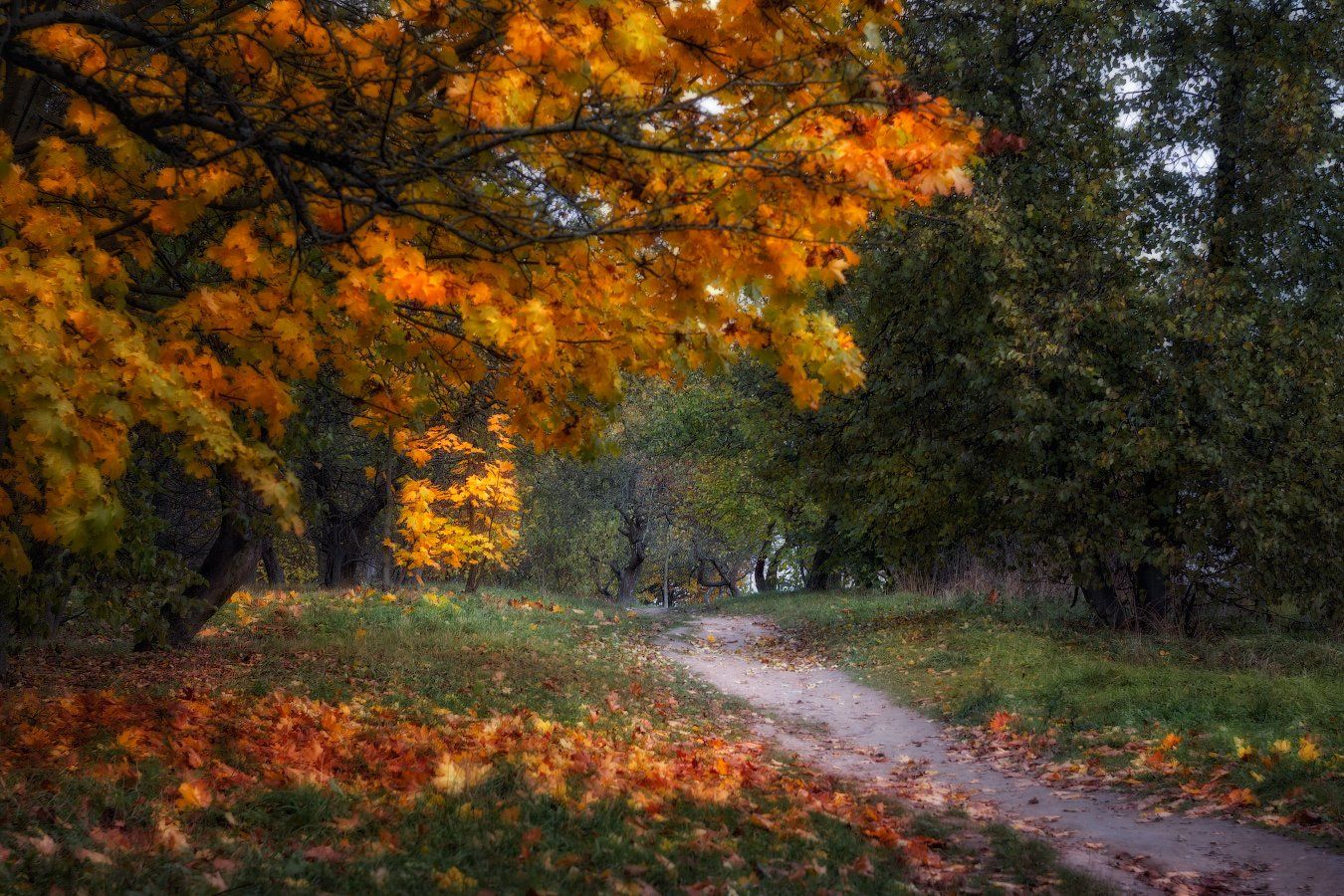 осень, дорога, деревья, гелиос 44, Сергей Шабуневич
