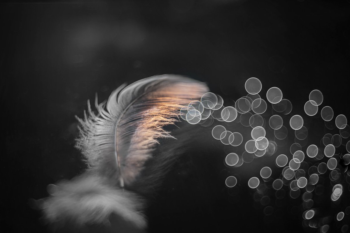 feather, close-up, reflection, meyer-optik görlitz trioplan 50 mm f/ 2.9 v,, Игорь Копцев