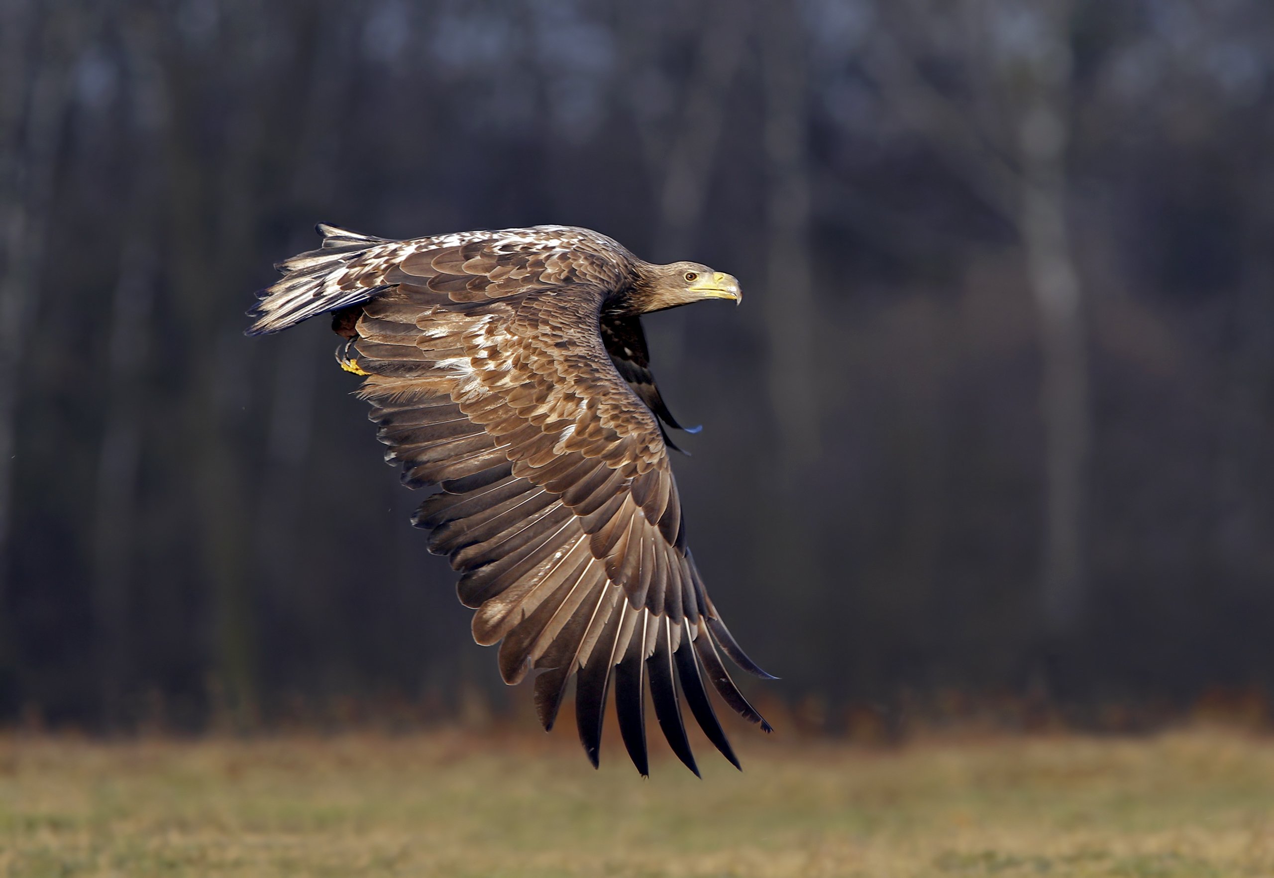 white-tailed eagle, sea eagle, белохвостый, Ivan Ivanov