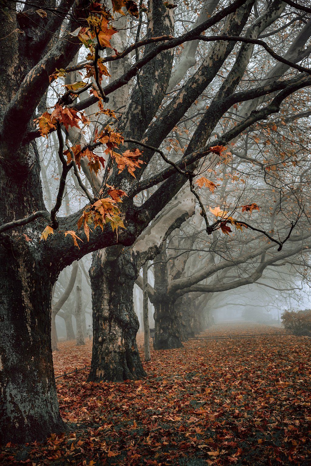 платаны autumn fall trees szczecin poland dranikowski magic mist foggy morning nature осень tree, Radoslaw Dranikowski
