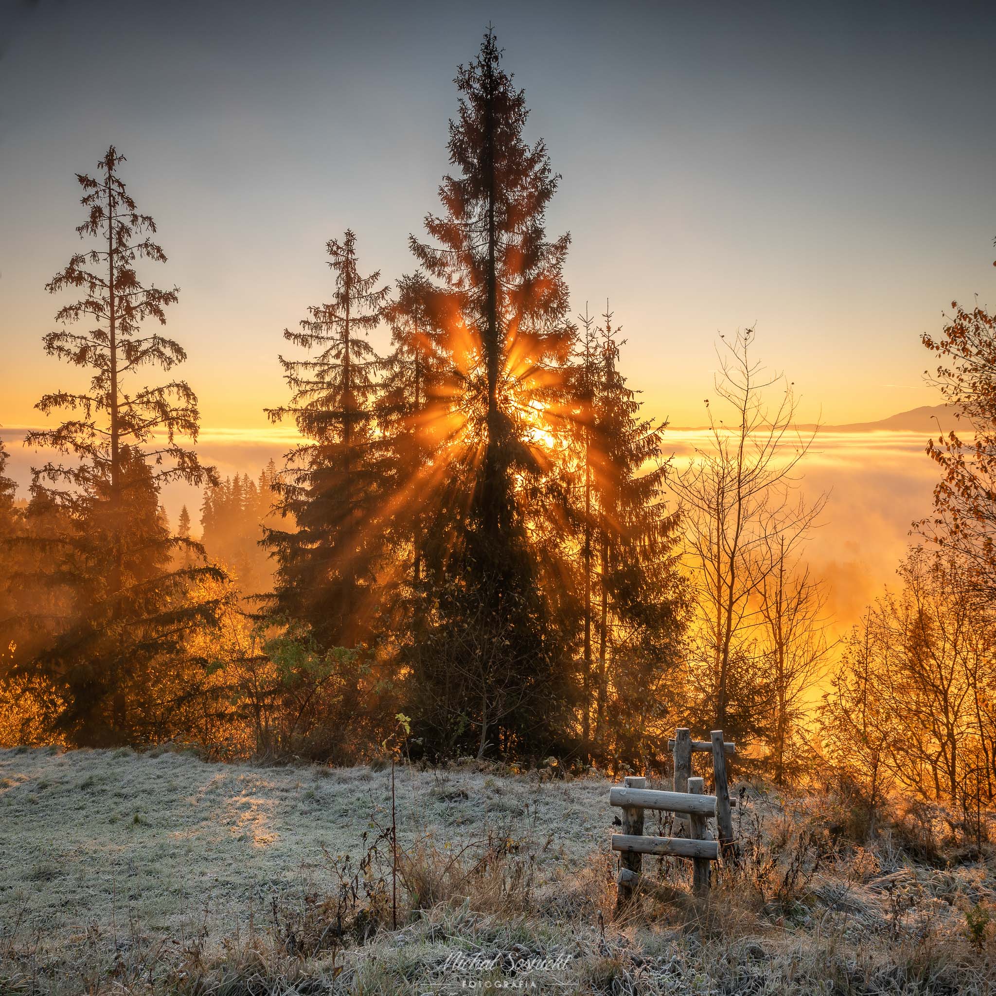 #tree #light #autumn #sunrise #poland #pentax #benro #nature #amazing, Michał Sośnicki