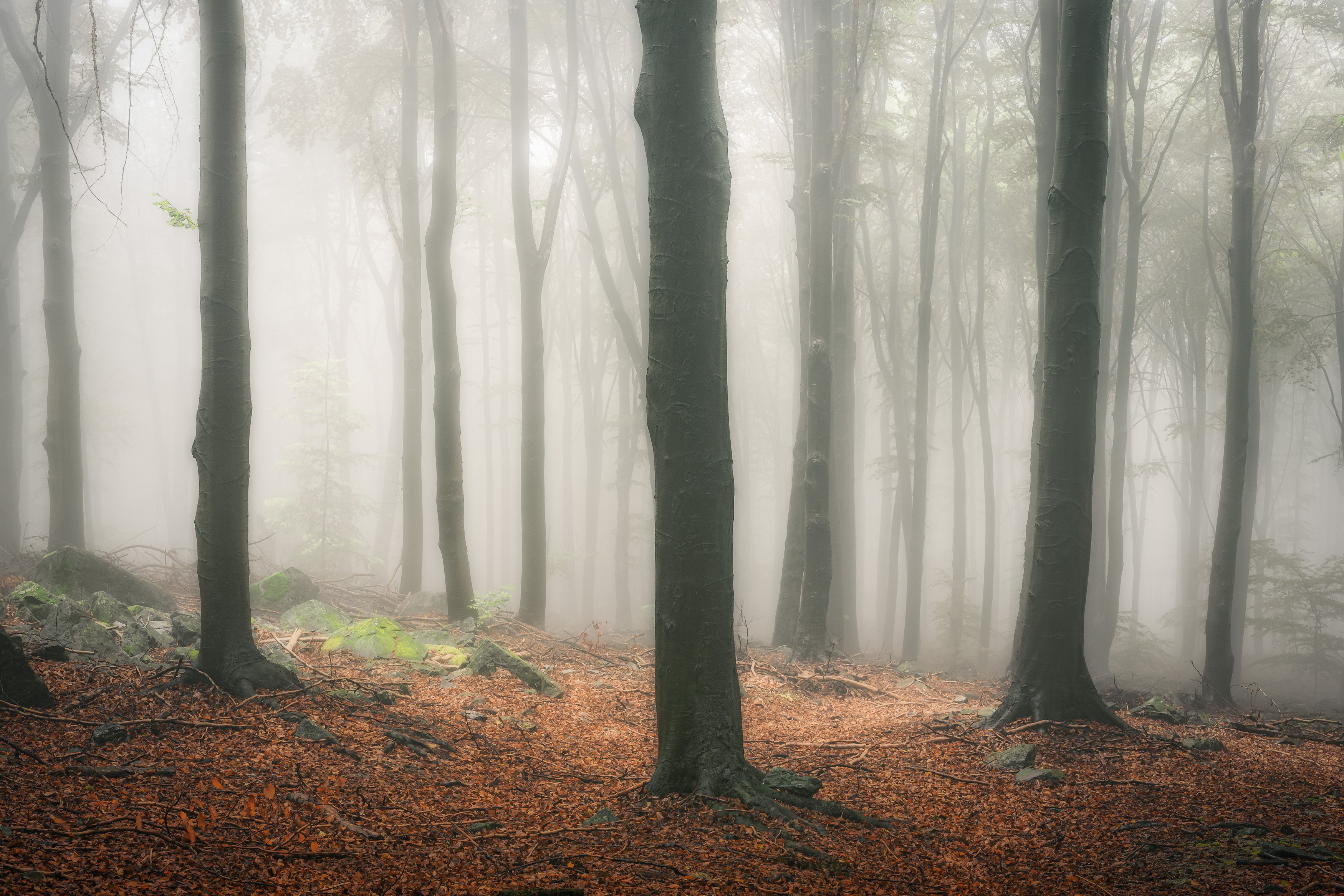 forest, fog, rain, autumn, forest landscape, trees, mystical, mysterious, Tomasz Myśliński