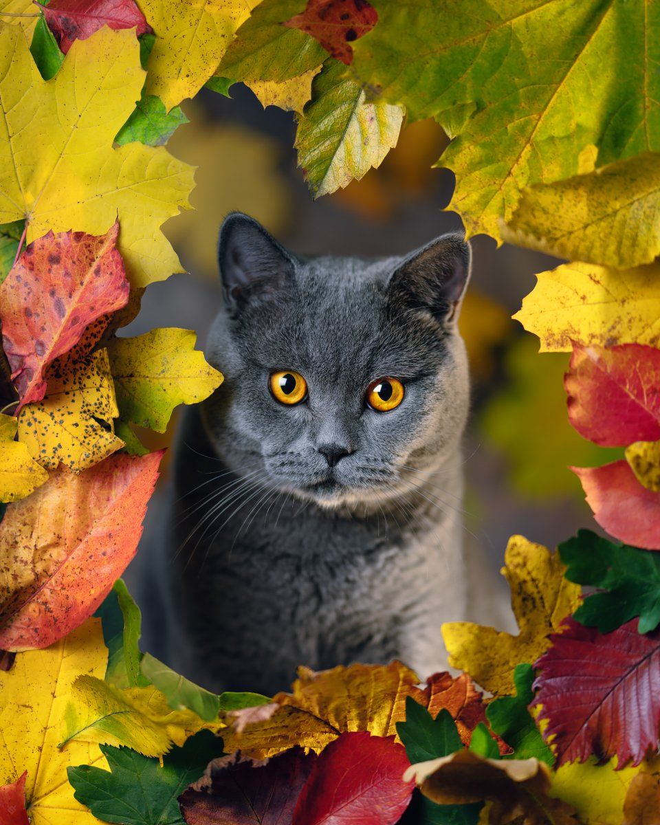 cat, pet, autumn, leaves,кошка, домашнее животное, осень, листья, Wojciech Grzanka