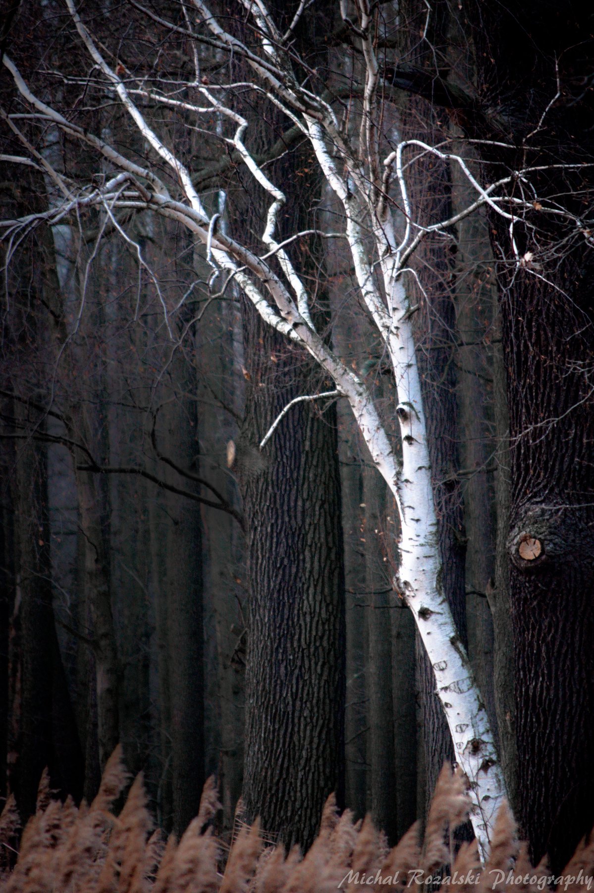 trees, ,forest, ,misty, ,darkness. .nature, ,light, ,autumn, ,season, ,, Michal Rozalski