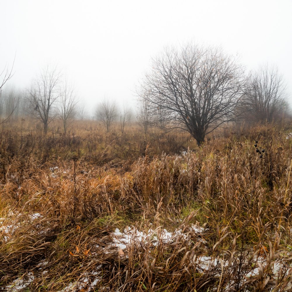 туман, утро, вятка, снег, осень, поле, трава, мрачно, деревья, листва, загадка,, Панагушин Сергей
