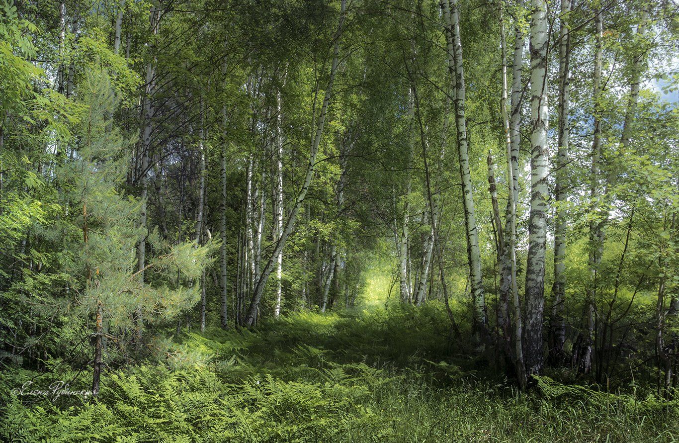 аллея в березовой роще. берёзовая роща златоуст. земля моя я сын твоих берез. челябинская область сосновский район березовая роща. фото земля моя я сын твоих берёз.