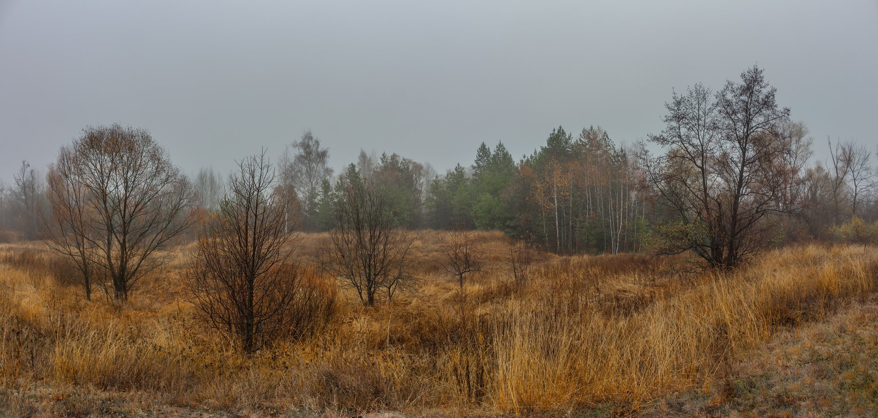 сосны, природа, осень, октябрь, лес, туман, Руслан Востриков