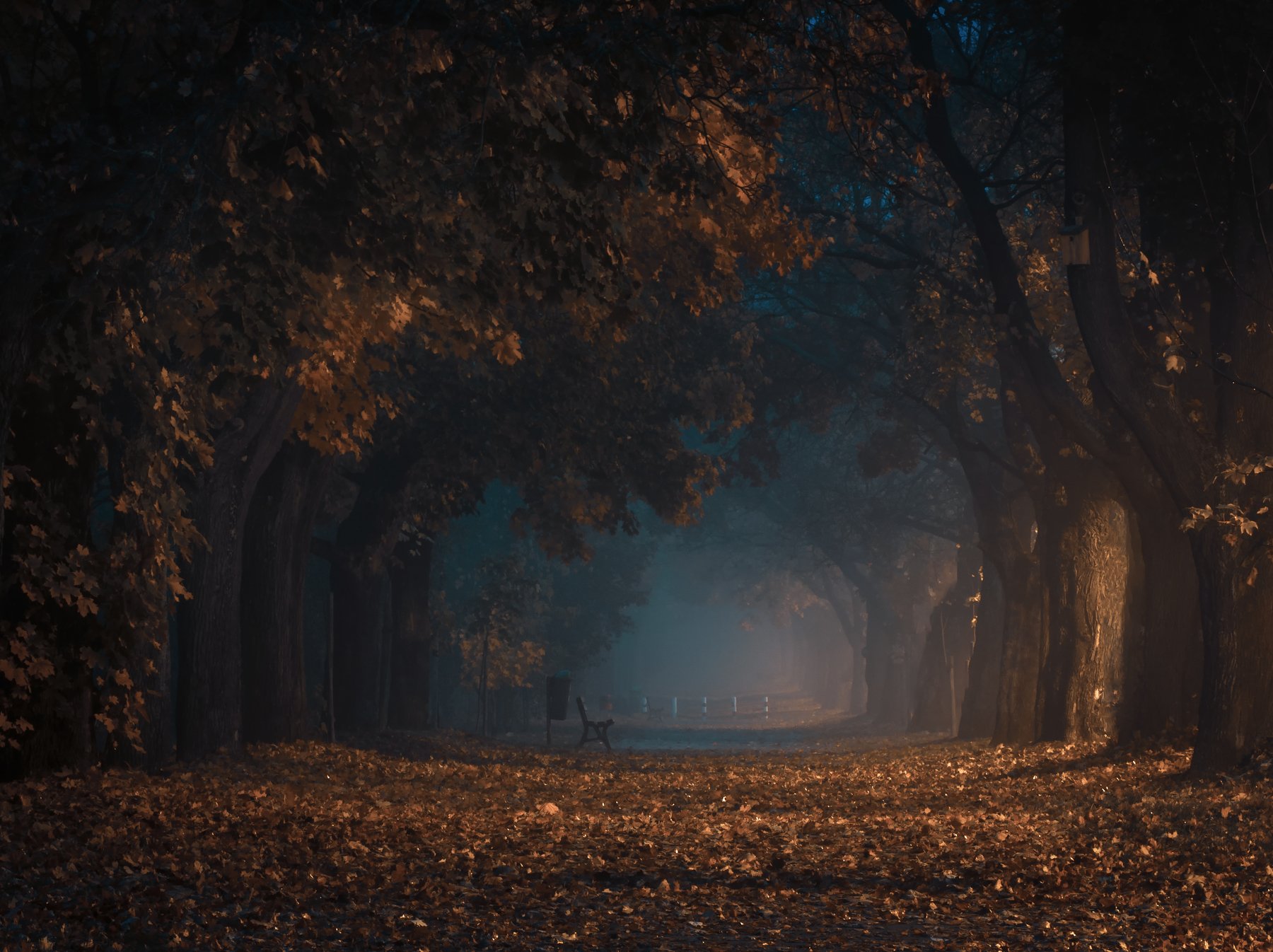Mgła  Natura  Jesień  Liść  Żadnych ludzi  Krajobraz - Sceneria  Aleja drzew  Atmosfera  Nikon  Świt, Krzysztof Tollas
