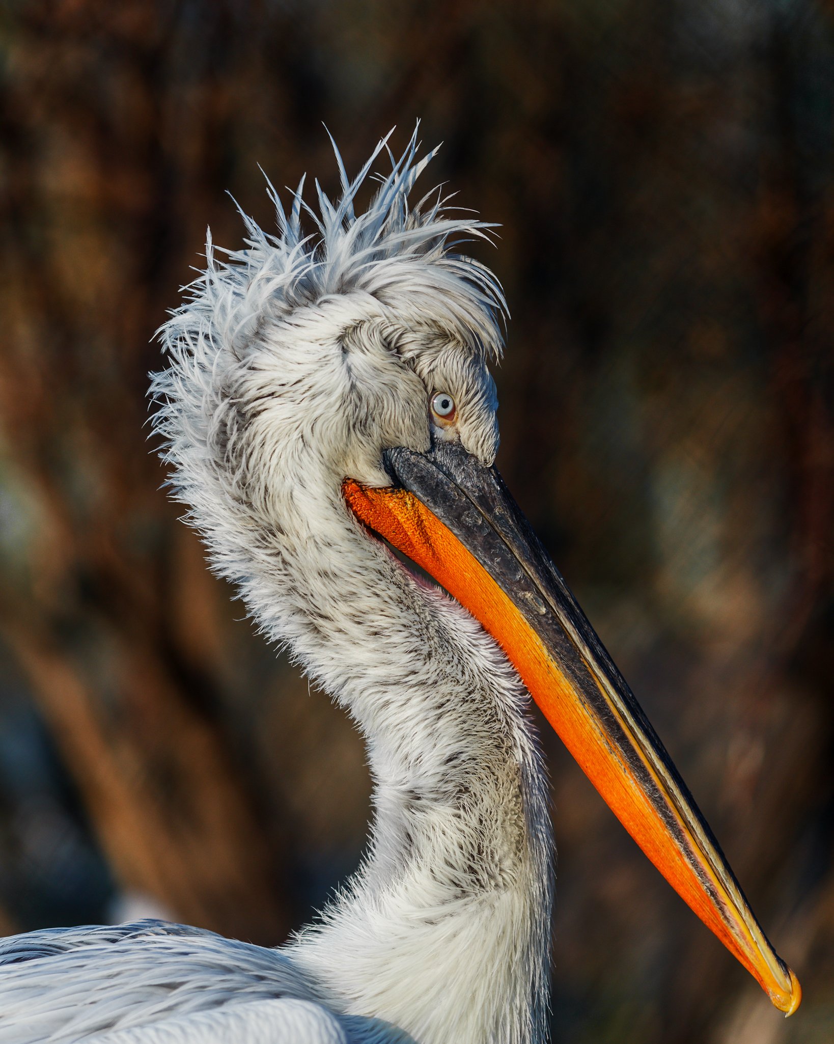 кудрявый пеликан, Олег Богданов