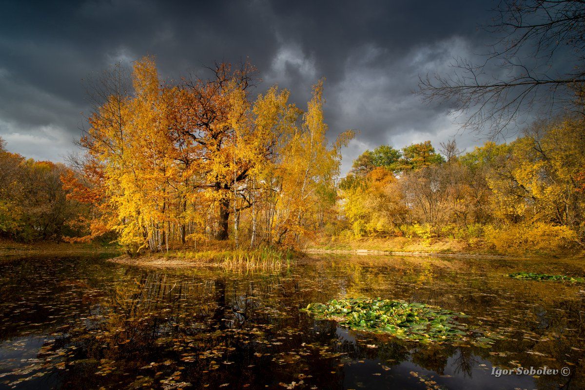 осень, сокольники, пейзаж, москва, озеро, Игорь Соболев