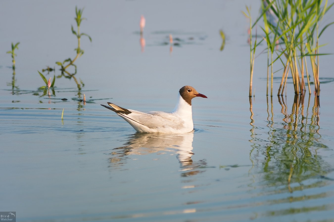 Chroicocephalus ridibundus, bird, birds, animals, nature, summer, birdwatcher, Bird Watcher