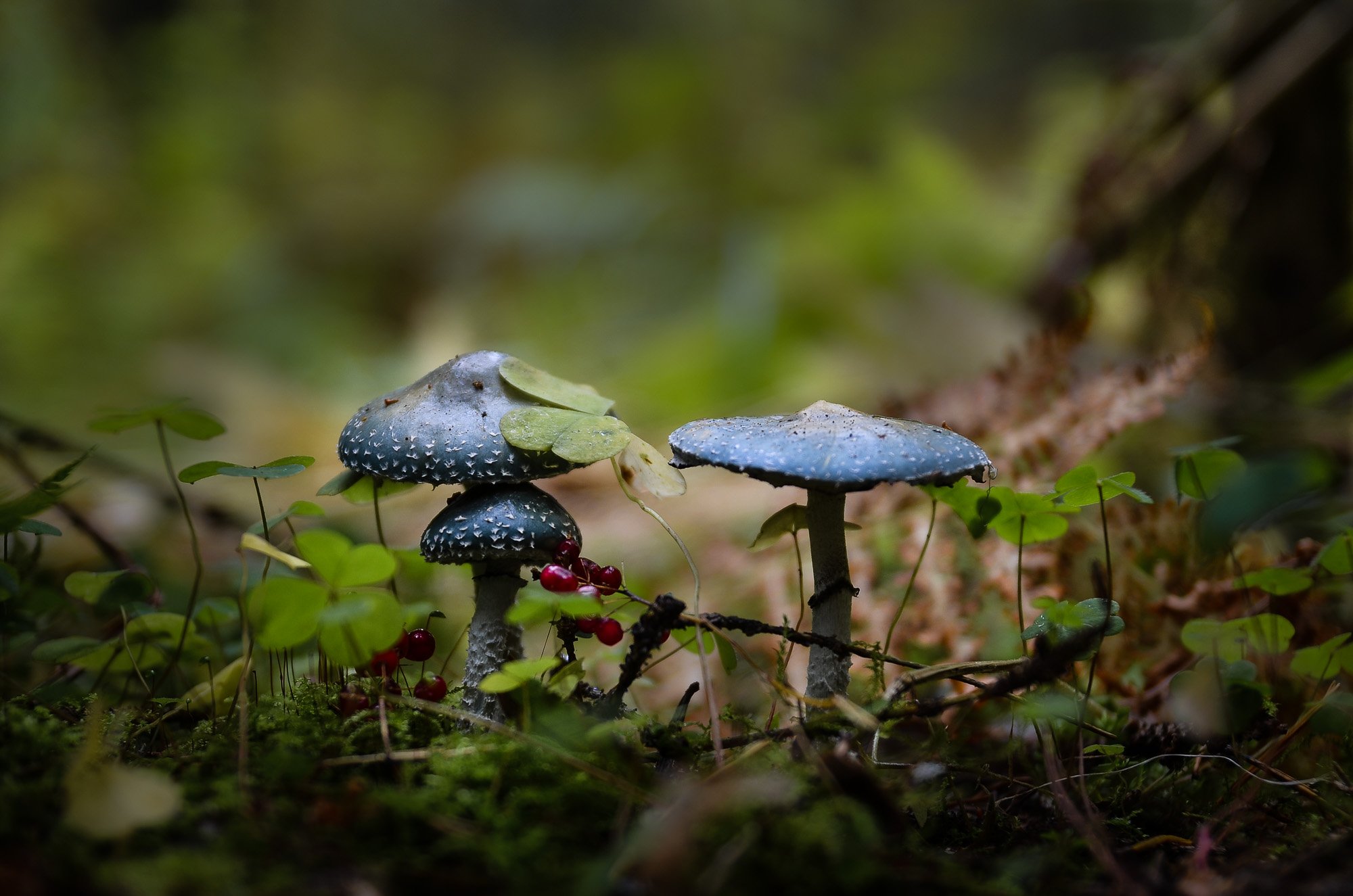 осень, грибы, макро. лес, красота, карелия,, Валерий Верещако