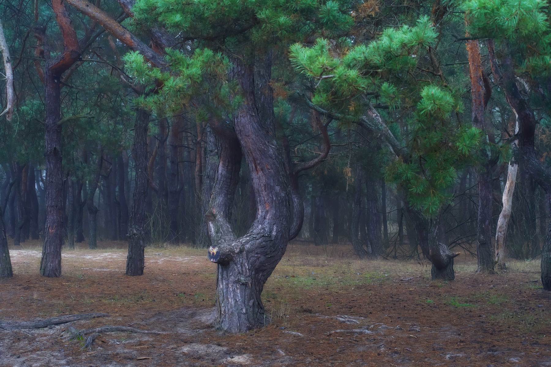 утро,туман,лес,деревья, Михаил Кудрявцев