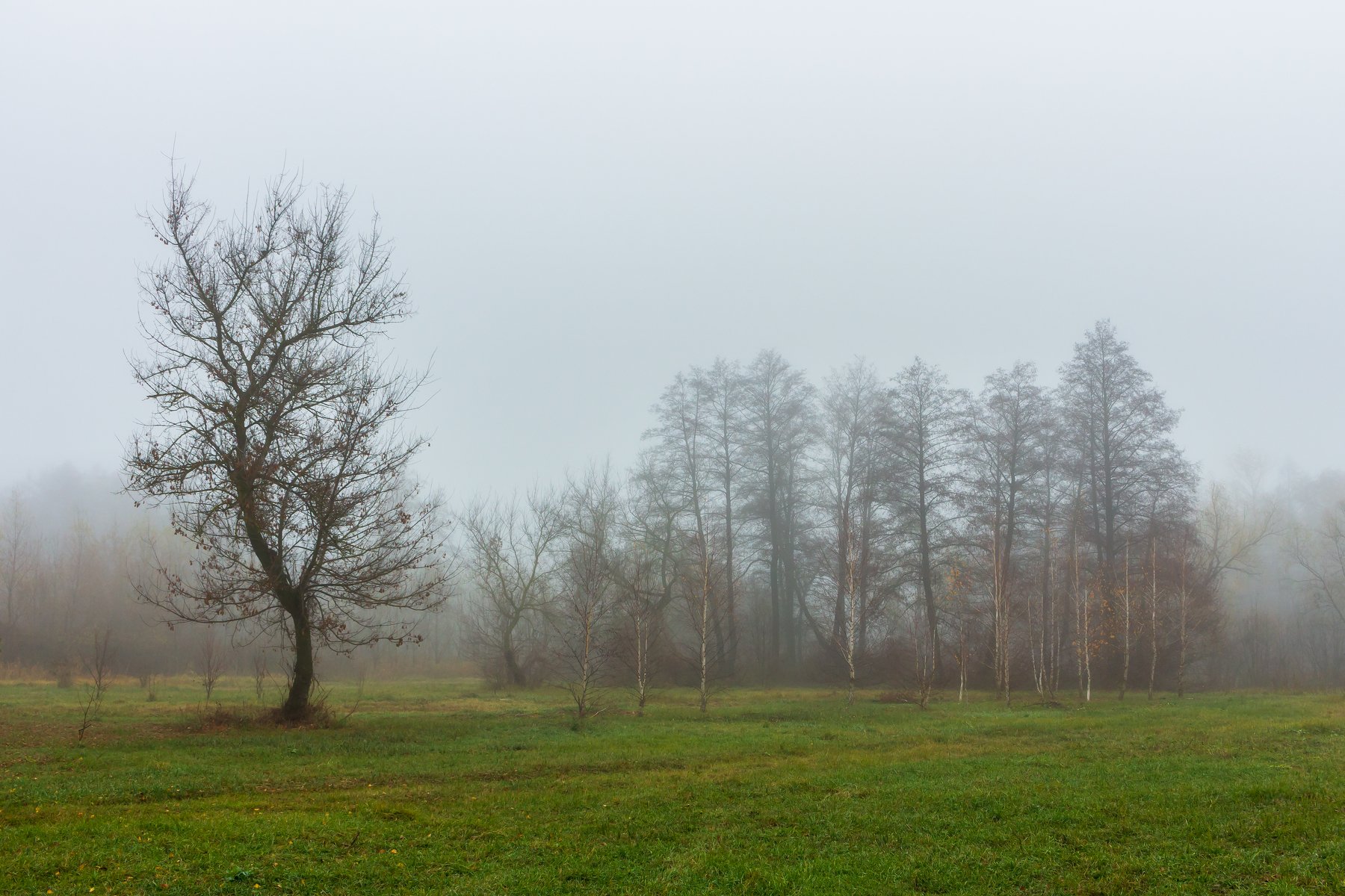 осень, лес, ноябрь, деревья, туман, Руслан Востриков