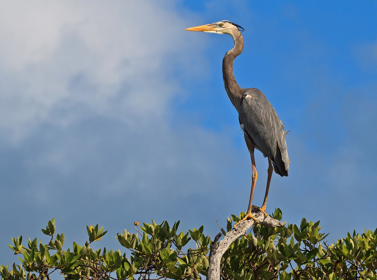 южноамериканская цапля, ardea cocoi, Николай Попов