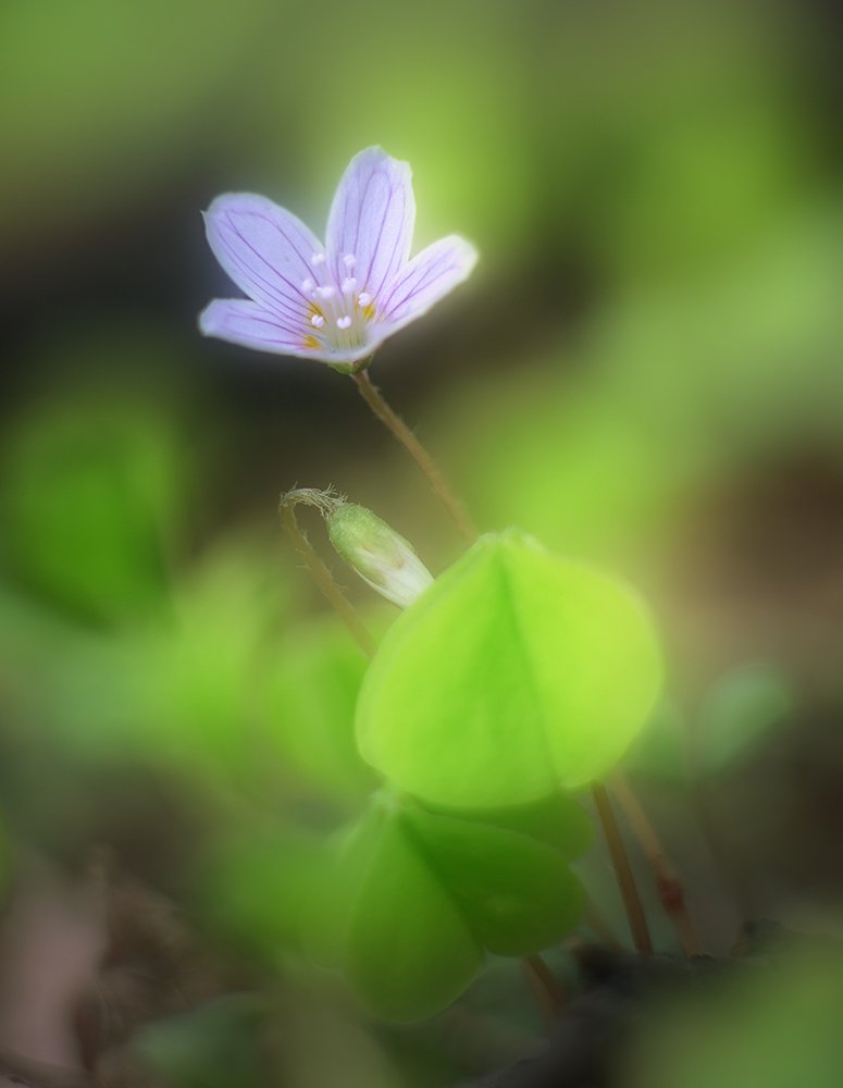 oxalis, кислица, цветок, Alexey Gnilenkov