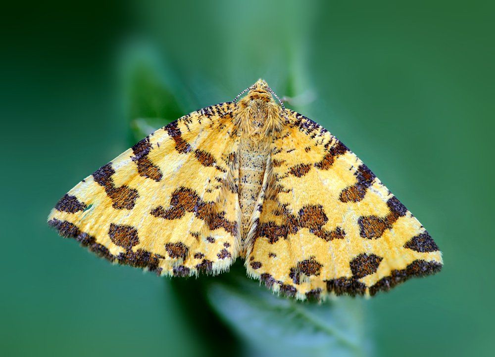 Pseudopanthera macularia, Пяденица пятнистая, Пяденица пятнистая (Pseudopanthe, Alexey Gnilenkov