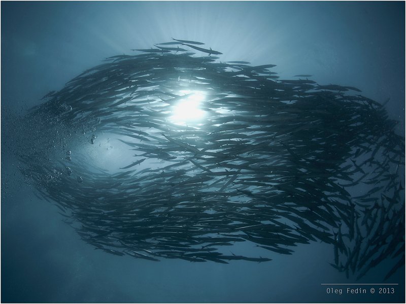 sipadan island, barracuda point, diving, underwater photography, Олег Федин