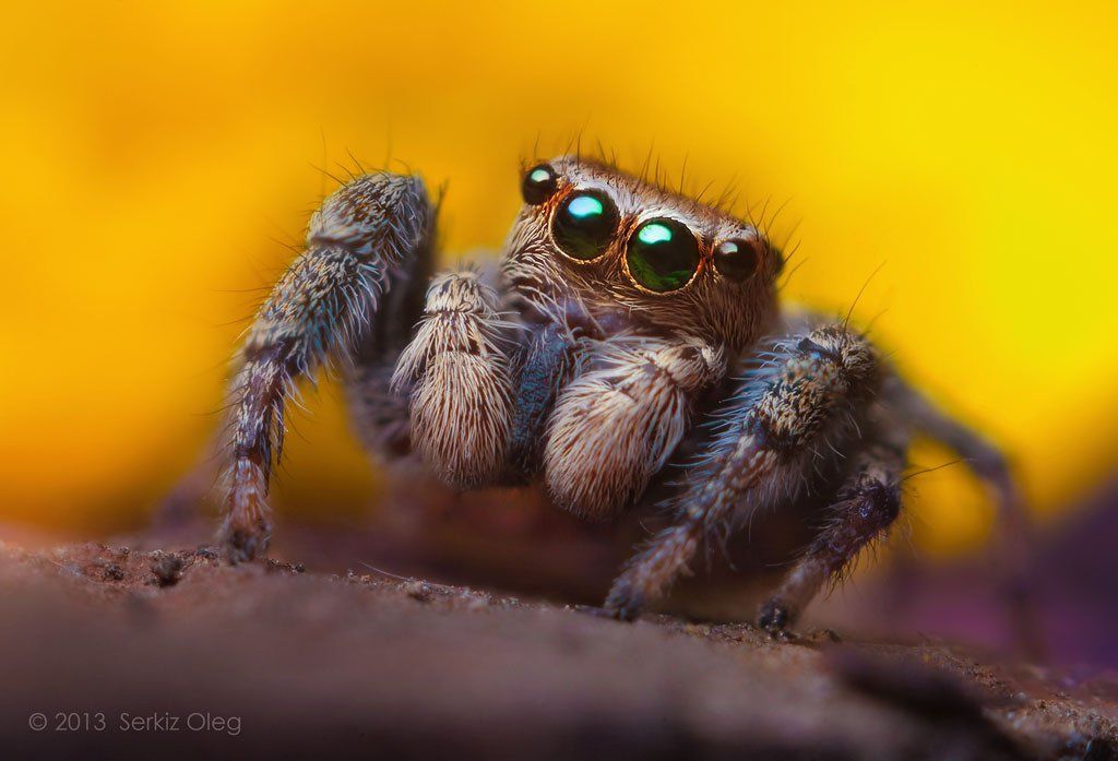 jumping spider, macro, close-up, nature,evarcha falcata, small, cute, eyes, jump, spider, art, ukraine, chernivtsi, oleg serkiz, олег серкиз, макро, паук скакунчик, Oleg Serkiz