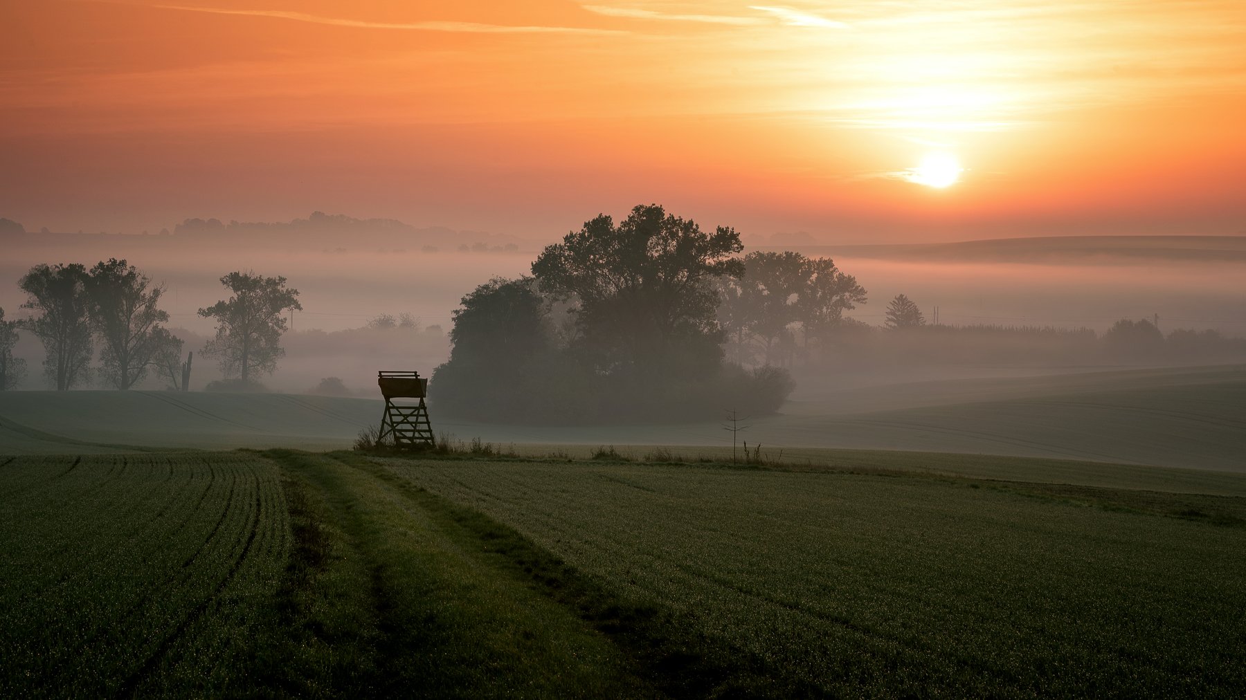 fog, field, morning, sunrise, Milan Samochin