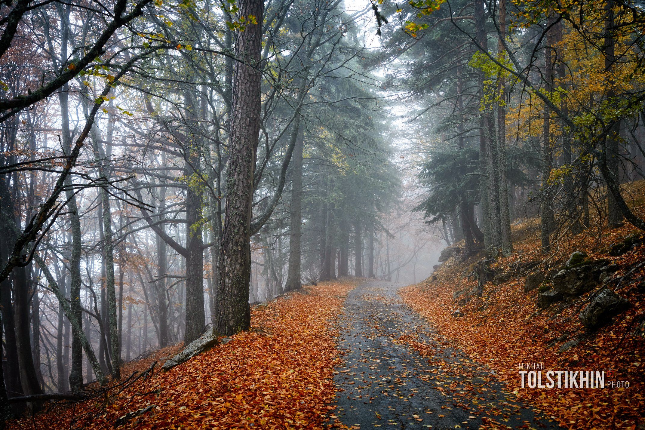 лес, туман, дорога, Michail Tolstihin