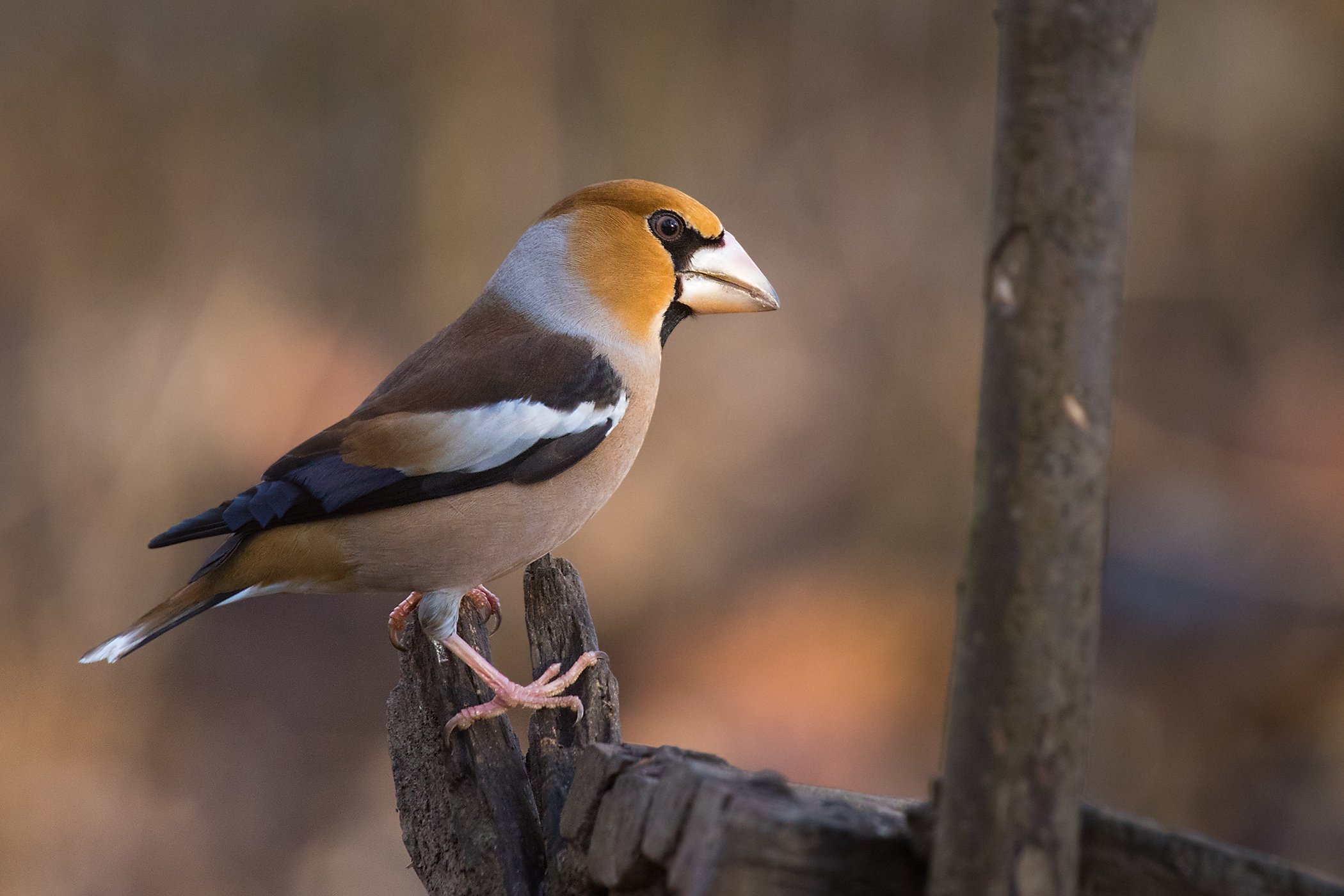 , Robert Adamec