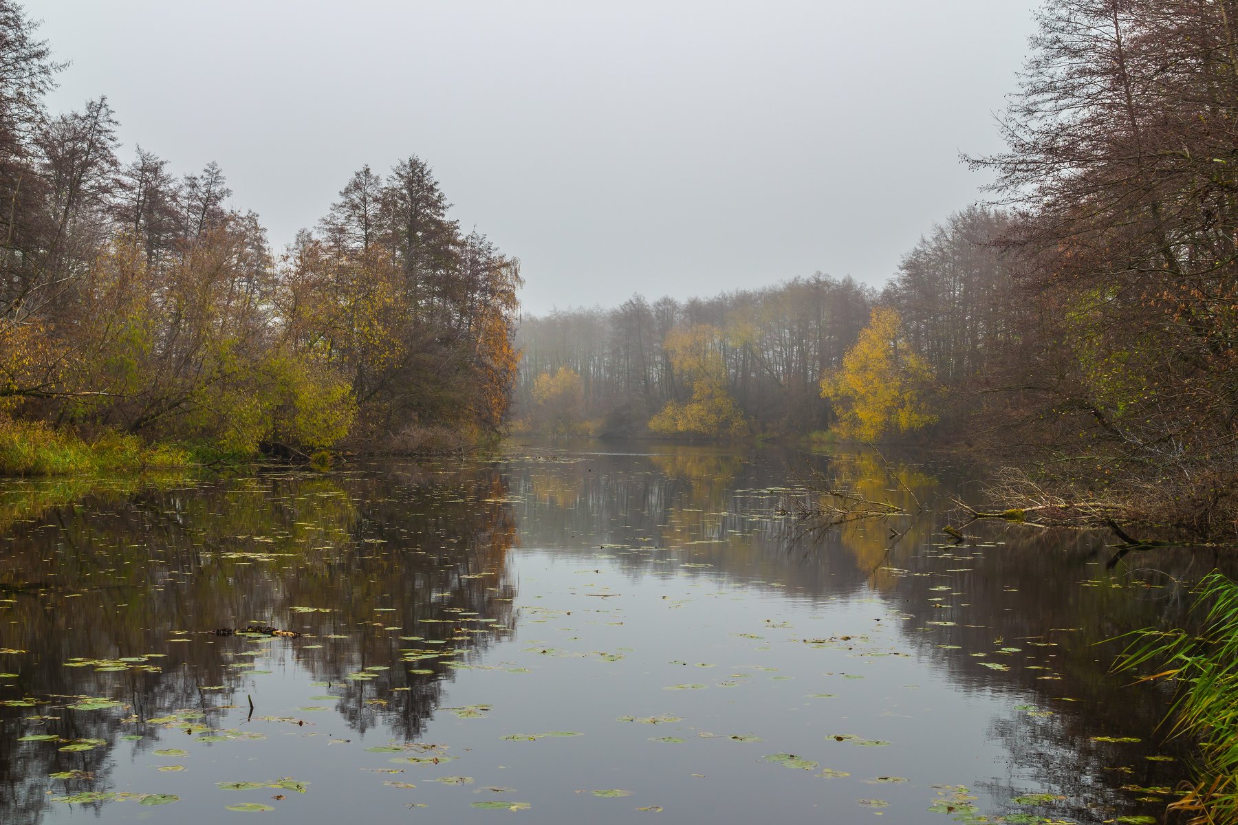туман, лес, озеро, вода, река, осень, ноябрь, Руслан Востриков
