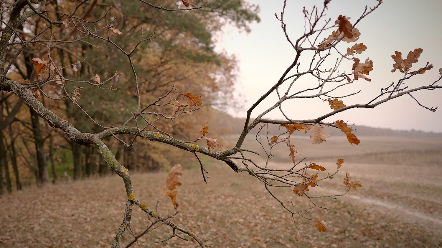 autumn, nature, Alexander Vasilenko