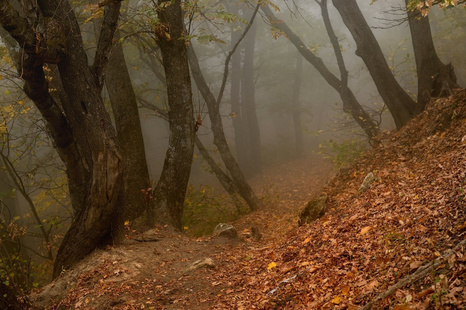 осень листва утро лес туман тропа, Александр Жарников