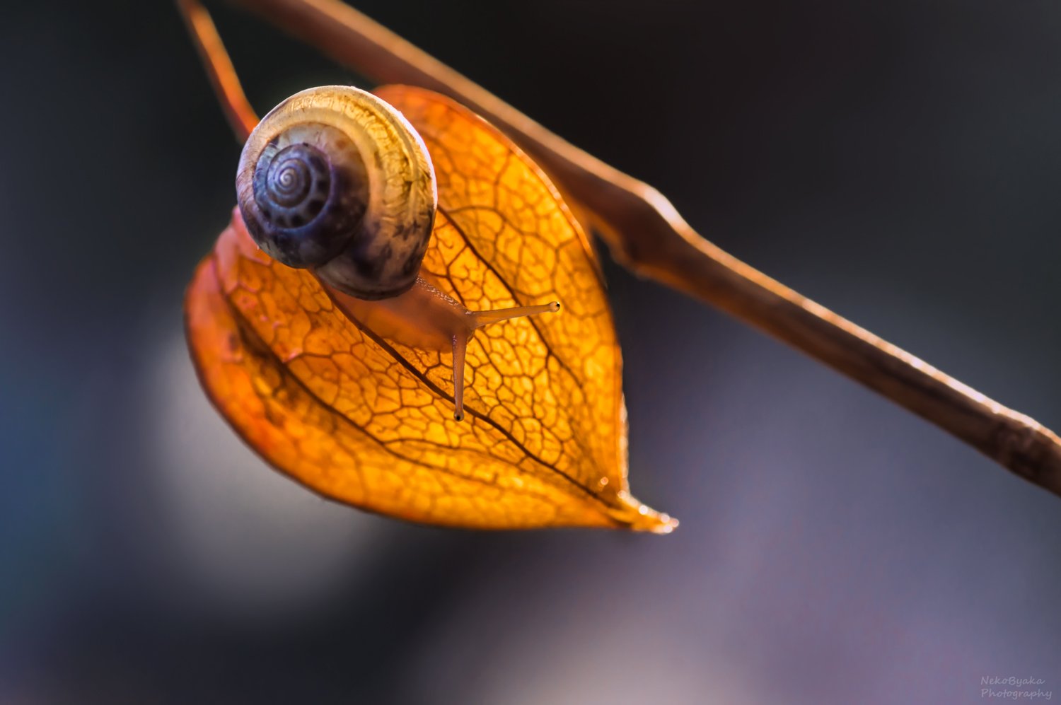 макро, природа, осень, улитка, растения, физалис, macro, nature, autumn, snail, plants, physalis, Тараненко Анжелика