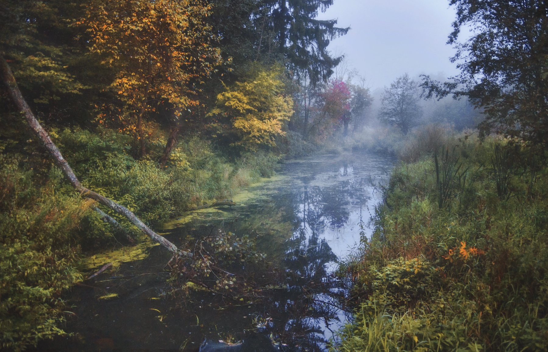 туман, пейзаж, осень , Евгения Ботова