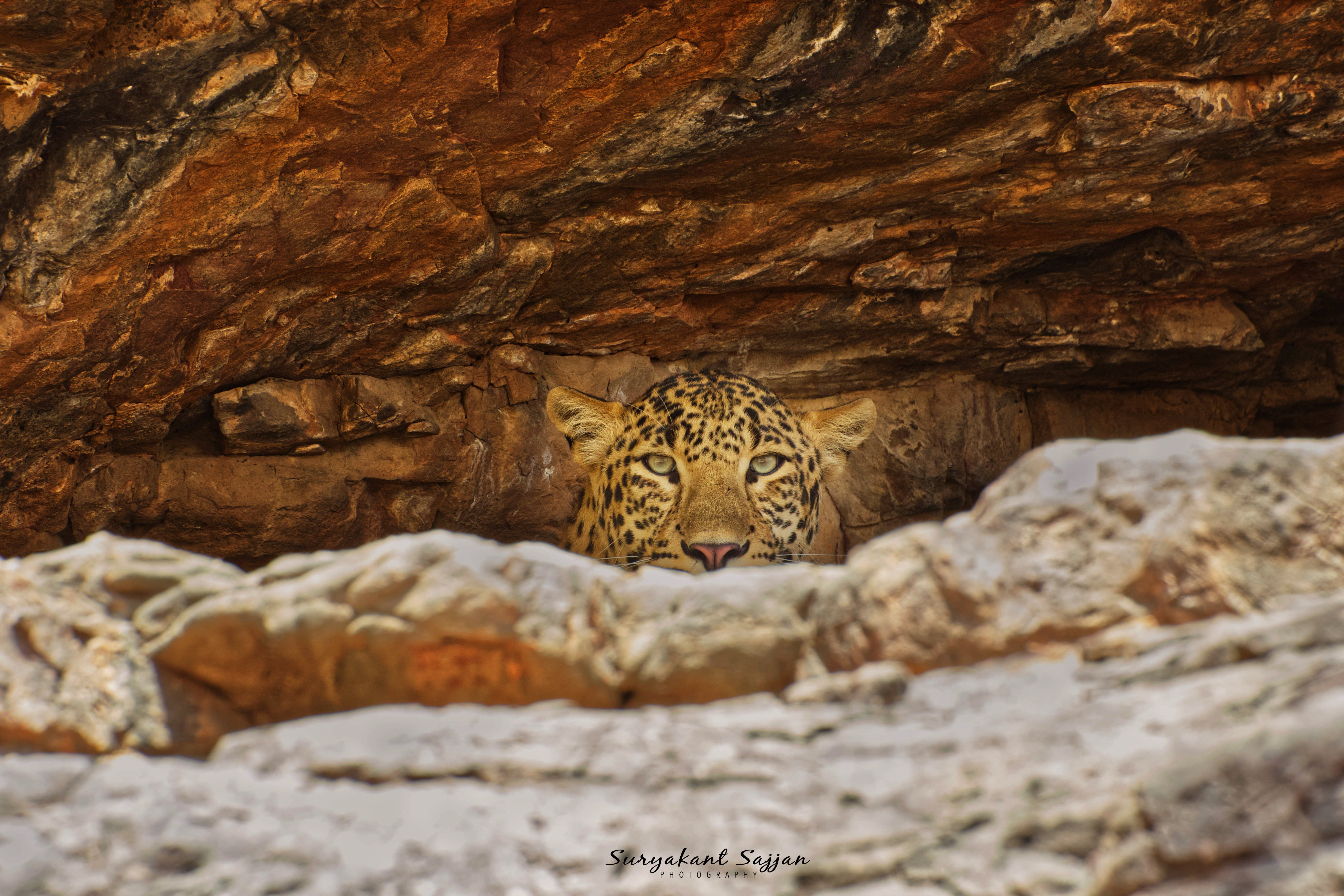 #indianwildlife, #wildlife #animals #nationalparks #leopards, Suryakant Sajjan