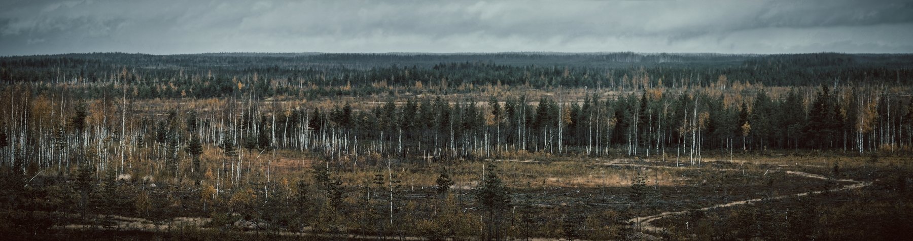 россия, деревья, лес, осень, поле, пустошь, Vladimir Kedrov