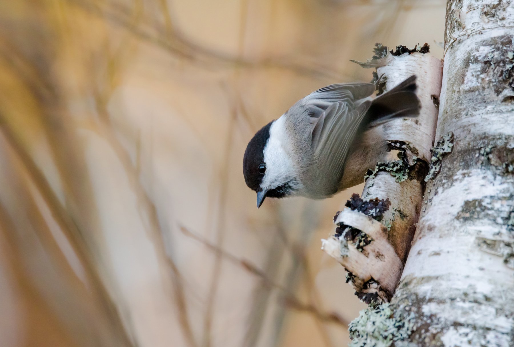 poecile montanus, parus montanus, буроголовая гаичка, пухляк, розовый, осень, солнечно, птичка с чёрной шапочкой, Ксения Соварцева