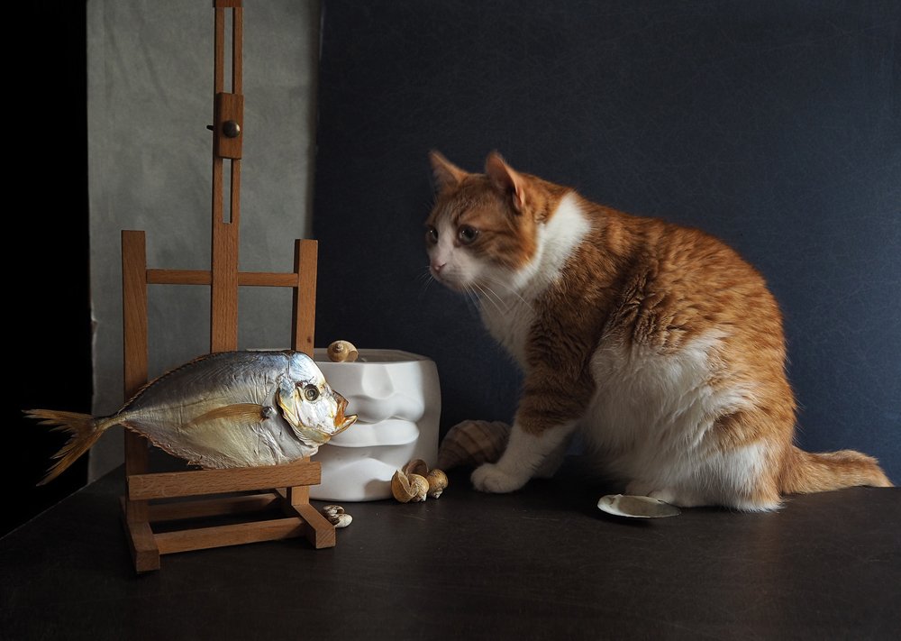 кот, рыба, ракушки, Vera Eremeeva