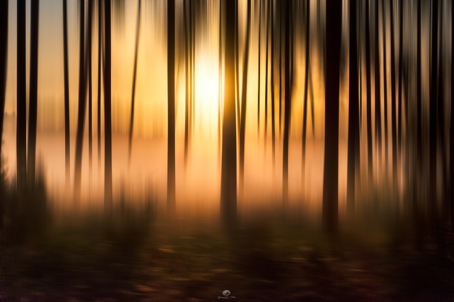 Hades  Forest  Trees  Haze  Magic Forest Light, Krzysztof Tollas